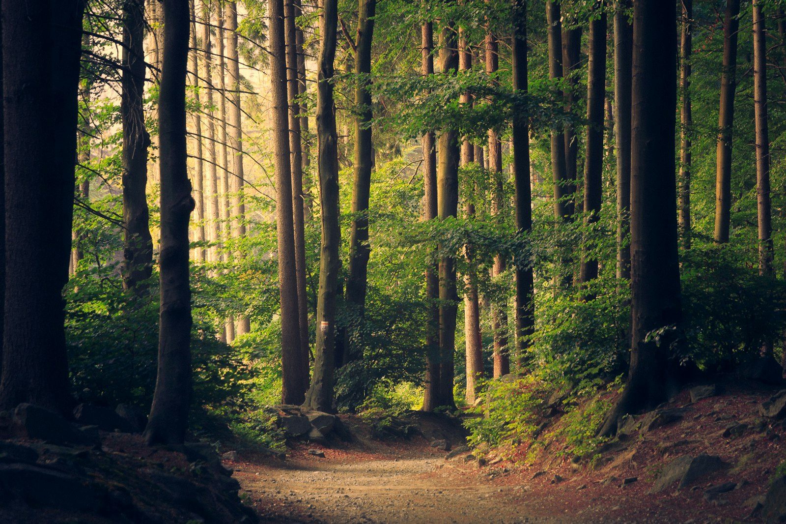 Chemin lumineux en forêt